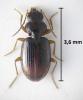 Bembidion clarkii